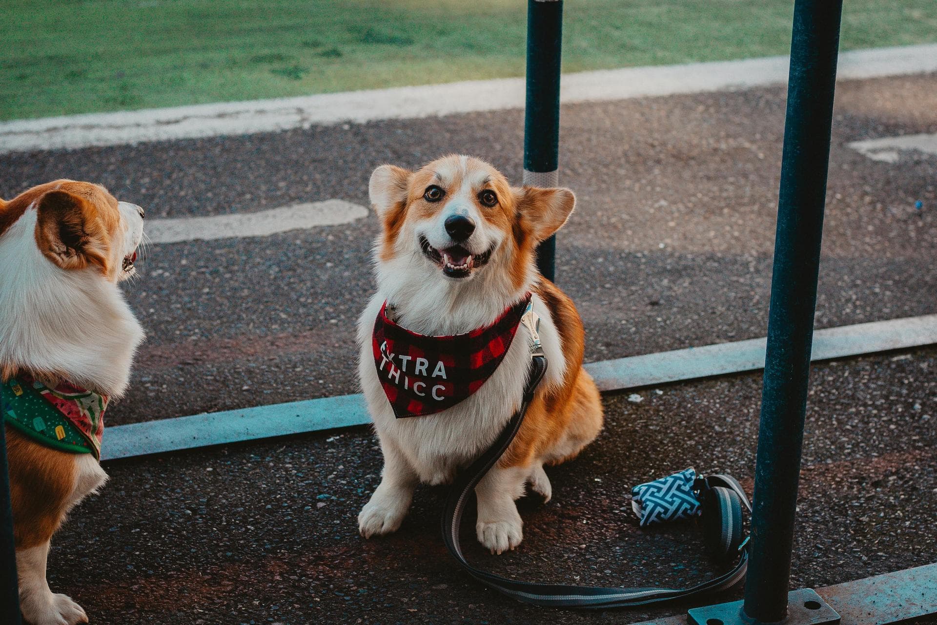 Best Vets in Pāhoa
