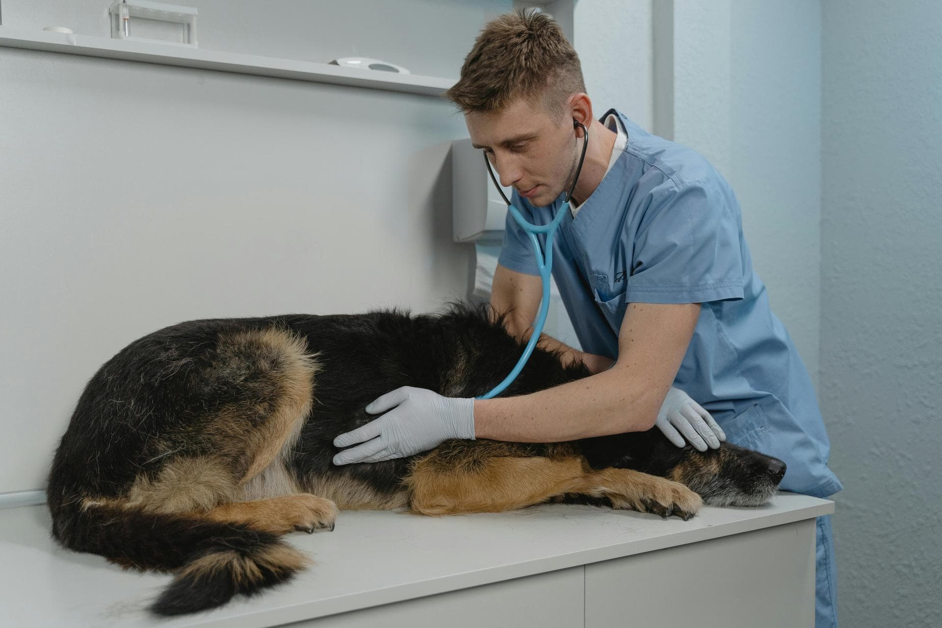 Best Vets in Lahaina