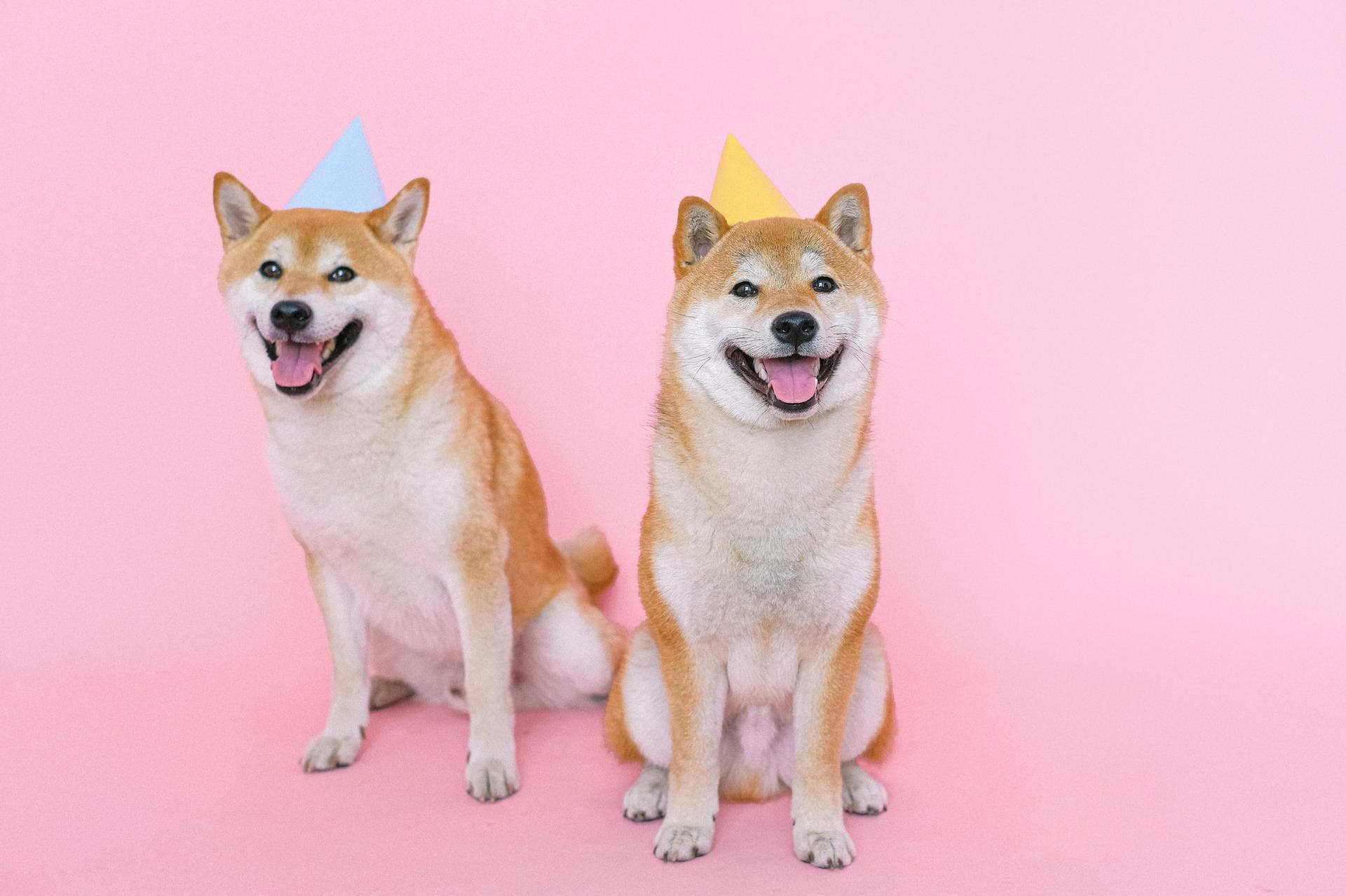 Best Vets in Kapaau